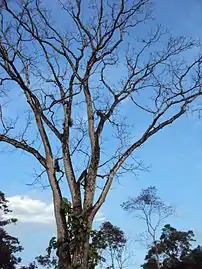 Tree in Fortul