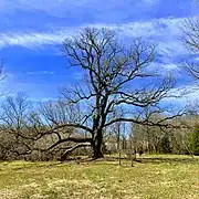 Arbutus Oak tree square view