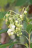 Flowers of the hybrid Arbutus x thuretiana