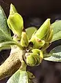 Bursting Spring leaf buds of flowering shoots