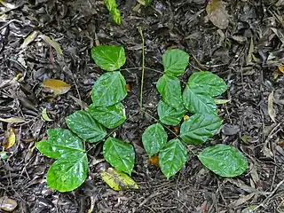 The compound leaf