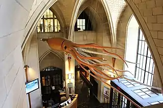 #30 (25/11?/1873)Model at the Peabody Museum of Natural History, partly based on the Logy Bay specimen. It was built in 1966 to replace the museum's original giant squid model, which was made by J. H. Emerton under the direction of A. E. Verrill in 1883 and was the world's first.