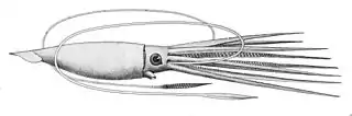 #34 (?/12/1874)J. H. Emerton's reconstruction of Architeuthis princeps, based chiefly on the Fortune Bay specimen, also known as Verrill specimen No. 13 (Verrill, 1881b:pl. 54 fig. 1). Identified as a drawing of the Catalina specimen (#42) in Richard Ellis's The Search for the Giant Squid.