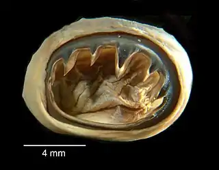 #[1] (1870?)Preserved sucker (oral view) of the Architeuthis megaptera type specimen from Nova Scotia. Deposited at Yale's Peabody Museum of Natural History.