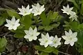 Chickweed wintergreen