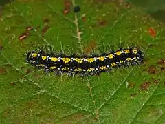 Caterpillar