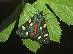 Imago