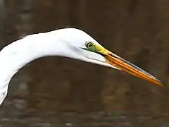 Bright green facial skin during breeding season