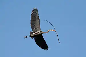 Image 52A great blue heron (Ardea herodias) flying with nesting material in Illinois. There is a colony of about twenty heron nests in trees nearby. Image credit: PhotoBobil (photographer), Snowmanradio (upload), PetarM (digital retouching) (from Portal:Illinois/Selected picture)