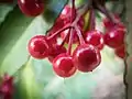 Ardisia crenata