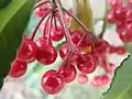 Ardisia crenata