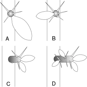 Areole and brachyblast development in Rhodocactus