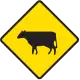 Cattle