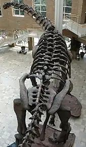 Reconstructed complete skeleton exhibited as a free-standing mount