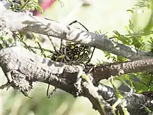 Argiope australis Spider, ventral view, NE Serengeti, February 2020