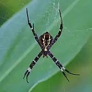 Argiope aetherea (female, ventral)