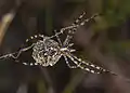 Ventral side of a female