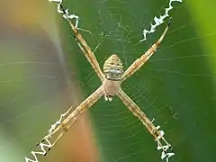 A.magnifica juvenile dorsal