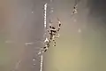 Argiope pulchella spinning silk on a captured ant