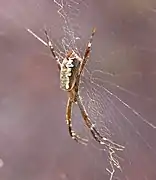 Female, side view