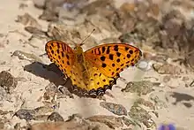 Argynnis hyperbius from Wadi Wurrayah, United Arab Emirates