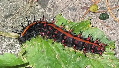 Argynnis hyperbius larva