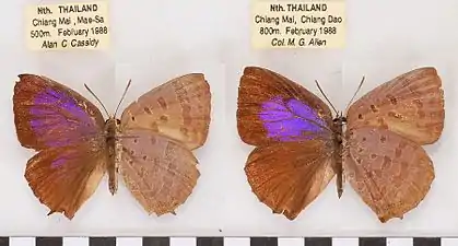 Museum specimen