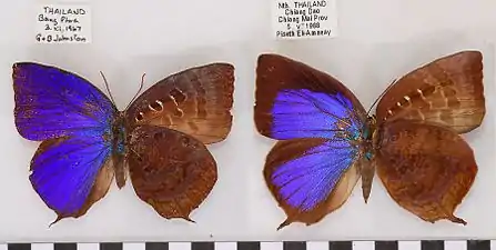 Museum specimen