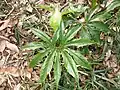 Pedate leaves of A. negishii