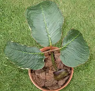 trifoliate leaf from A. speciosum