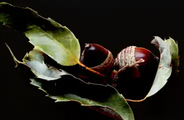 Leaves and acorns of Quercus stenophylloides