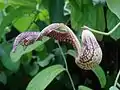 Aristolochia gibertii