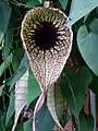 Aristolochia grandiflora