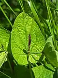 Leaf of Aristolochia rotunda