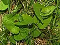 Plants of Aristolochia rotunda