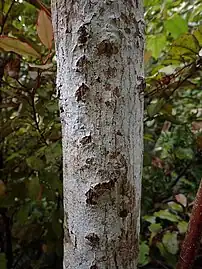 Bark