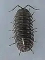 Armadillidium nasatum