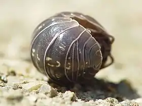 Armadillidium vulgare beginning to unroll from its defensive posture