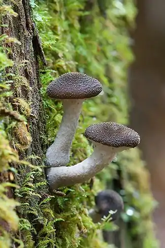 Image 9Honey fungusPhoto: Noodle snacksMushrooms of Armillaria hinnulea, a species of honey fungus (or "pidpenky", from Ukrainian). Honey fungi are parasitic fungi that live on trees and woody shrubs. As a forest pathogen, it can be very destructive because unlike most parasites, it does not need to moderate its growth in order to avoid killing its host, since it will continue to thrive on the dead material. Honey fungi are long lived and form some of the largest living organisms in the world, including one that covers more than 3.4 sq mi (8.8 km2) and is thousands of years old. The mushrooms are edible, but can be easily confused with poisonous Galerina species, which can grow side-by-side with Armillaria.More selected pictures