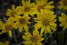 A yellow flower of the daisy family