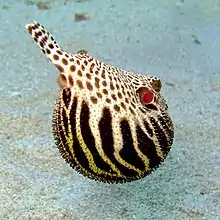 An Arothron stellatus in Mactan