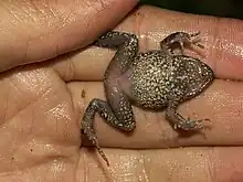 Ventral view of a frog on a palm