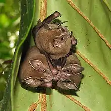 Neotropical fruit bats in Tortuguero National Park.