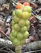 arum maculatum