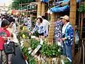 The Iriya Morning Glory Market, Tokyo (2008)