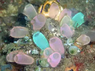 Fluorescent-colored sea squirts, Rhopalaea crassa. Tunicates may provide clues to vertebrate (and therefore human) ancestry.