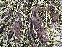 Brown algae Ascophyllum_nodosum with hemi-parasitic red algae Vertebrata lanosa (Polysiphonia lanosa)