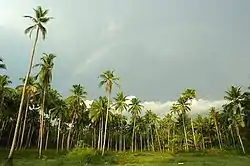 A rainbow over coconut trees in a field in Ashtamichira