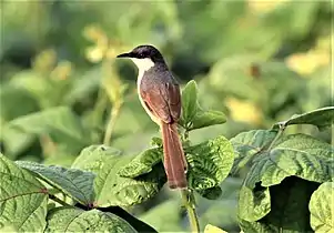 Ashy prinia near Chandigarh.