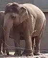 Asian elephant